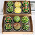 12pcs Mini Cactus Candles Succulent Greenery Candles Flameless Tea Light Candles Suitable for Party Wedding Home Decoration Mysterious